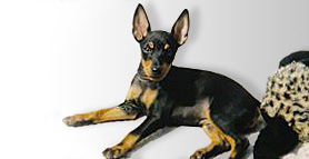 Toy Manchester Terrier